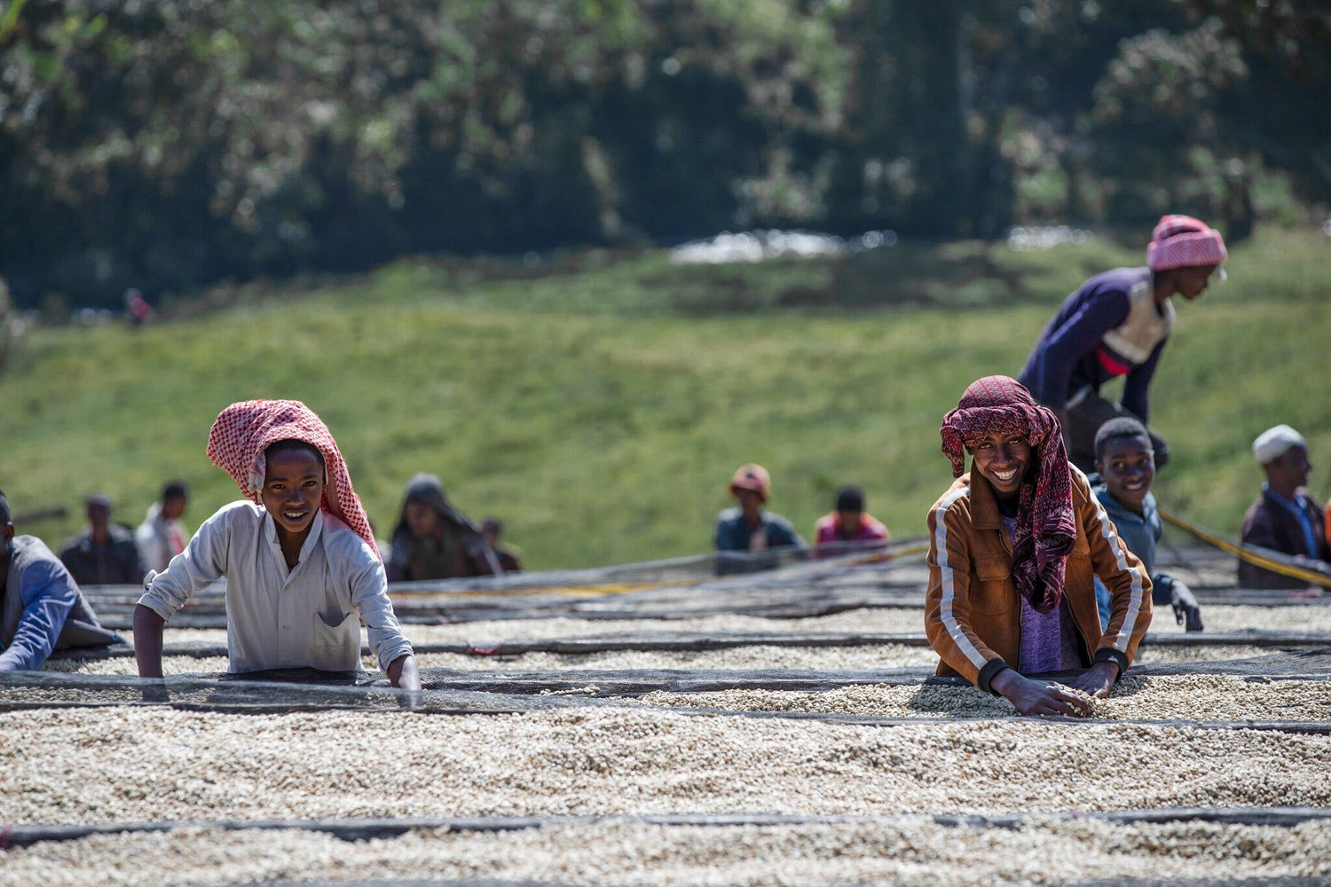 Ethiopia_Riripa Coffee Farmers
