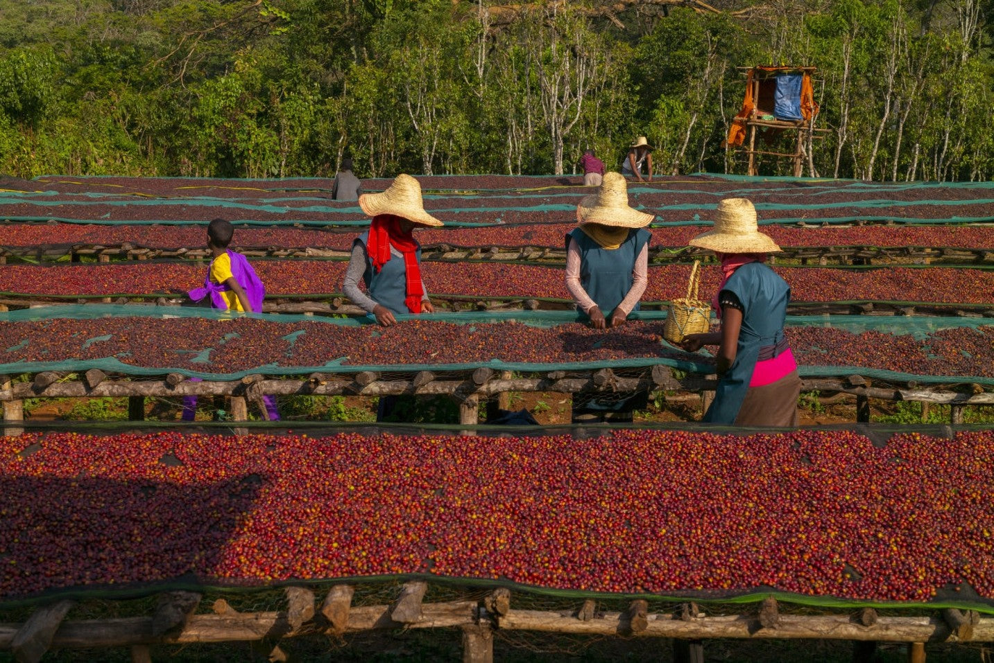 Kiangoi washing station processing coffee cherries