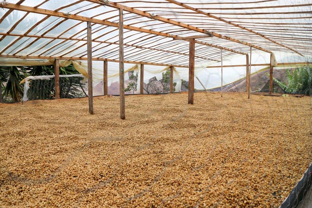 Colombia Miraflores coffee cherries