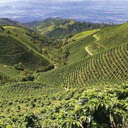 Ovidio Flores.webp specialty coffee on Beans.ie from global roasters