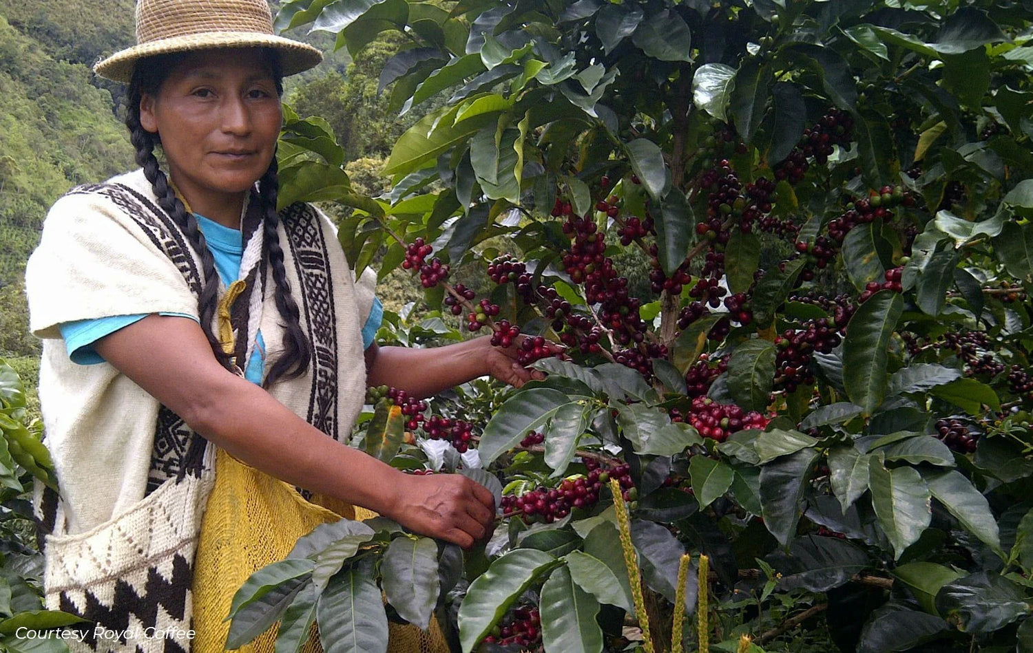 Colombia Coffee Farmer