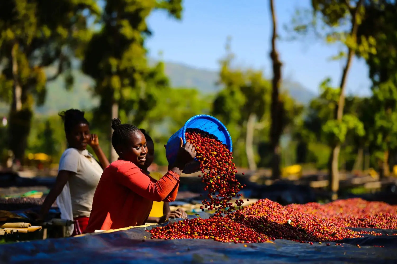 Ethiopia Shantawene Coffee Farmers drying cherries