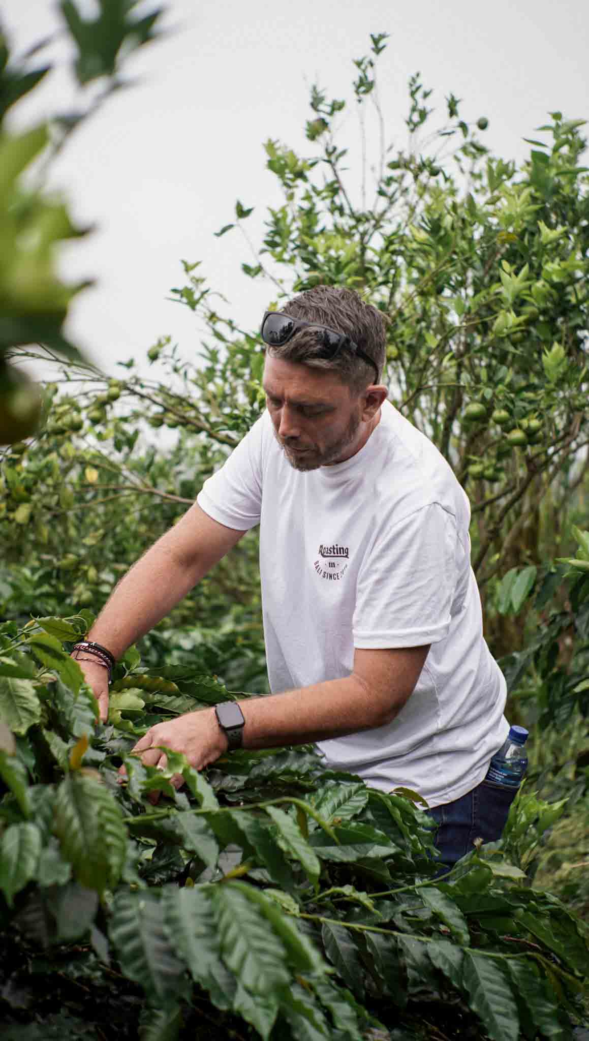 Shae Macnamara in a white t-shirt inspects coffee plants on a coffee farm, surrounded by lush green foliage.