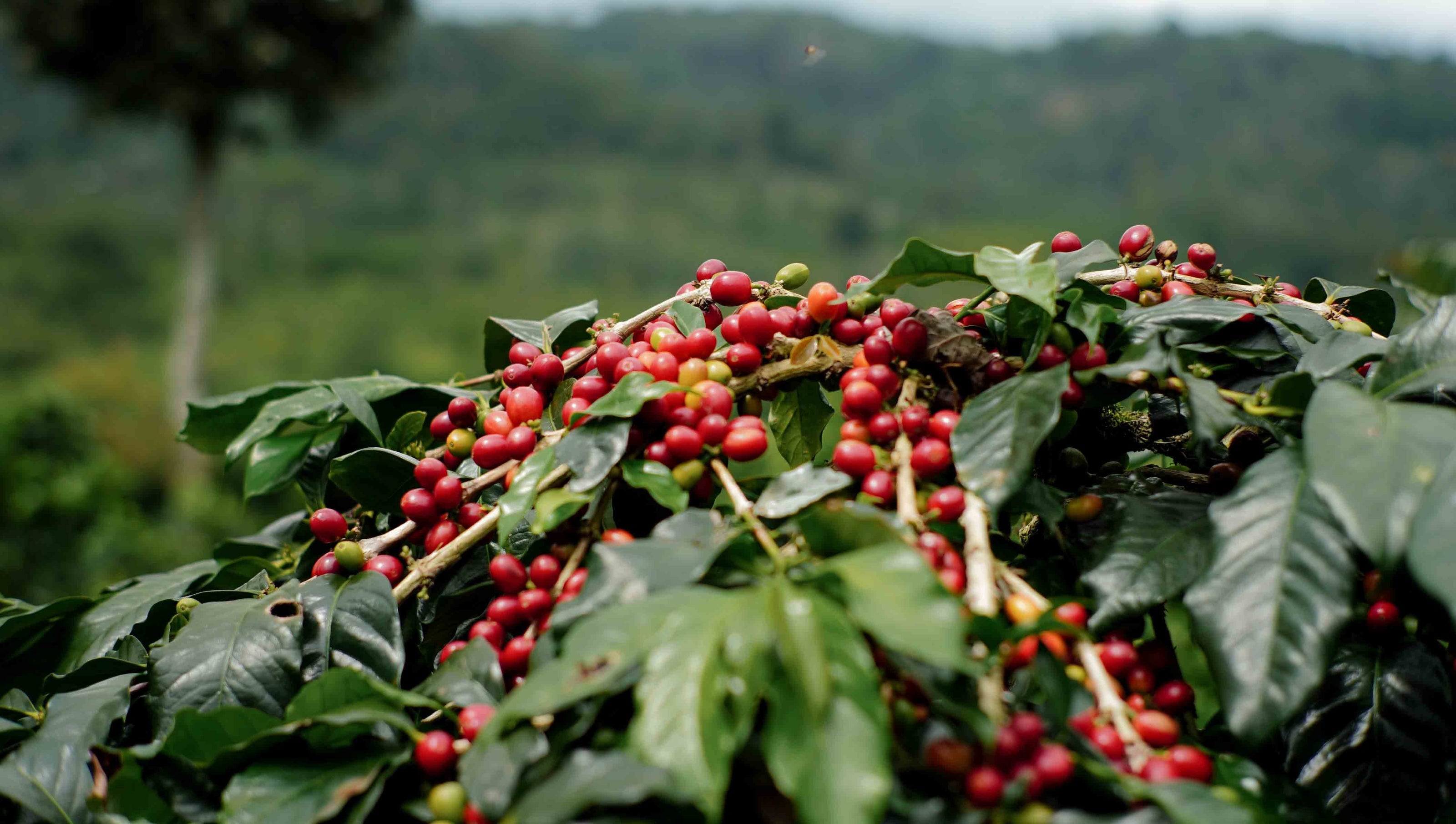 A close-up of ripe red coffee cherries on a coffee plant with a blurred green forest in the background.