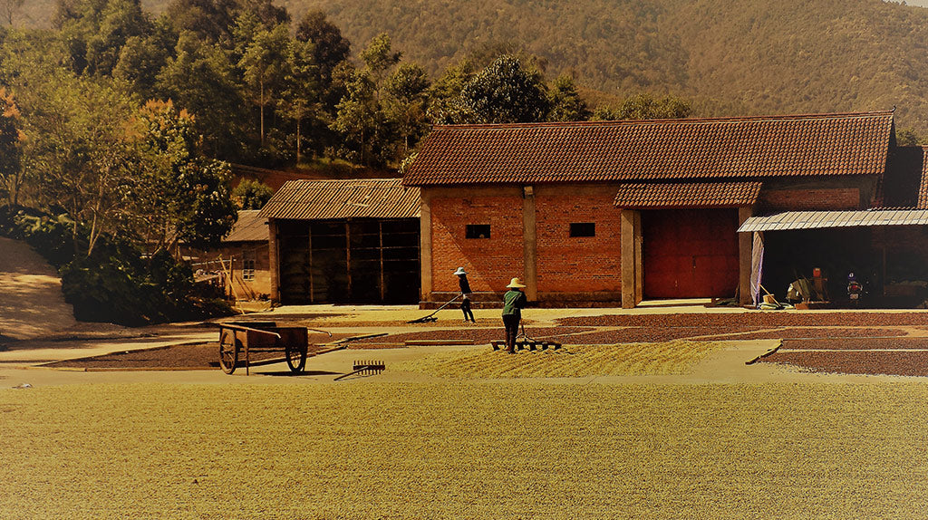 Mr Li and Mrs Na Farmers processing coffee cherries