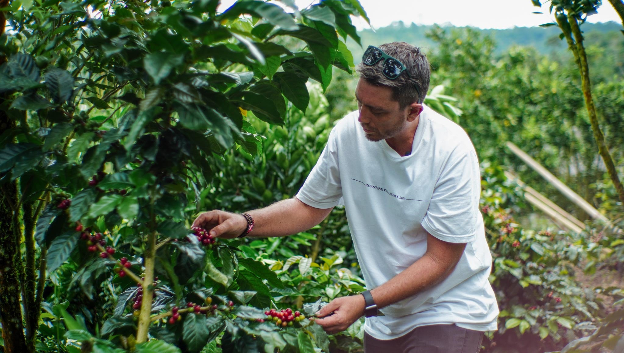 Founder of Expat coffee roasters picking coffee cherries from tree
